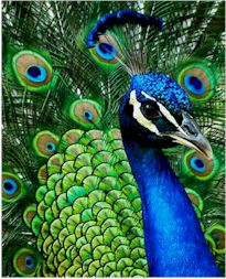 Peacock party ideas