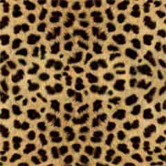 cheetah print spots 